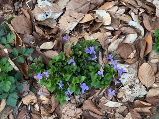 fallen leaves on the ground