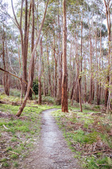 Buxton Mountain Bike Park in Australia