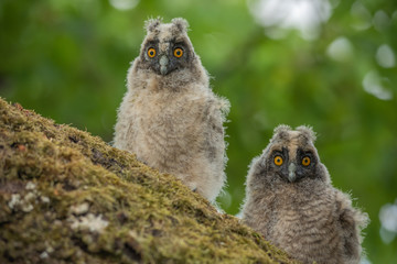 Long-eared Owl chicks perched on a branch in an orchard © bios48