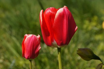 red tulip in the garden with soft focus natural background