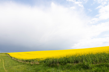 Field with yellow plants on horizon