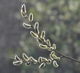 Flowering branch of willow (Salix caprea)