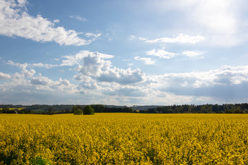 Obraz premium Field of yellow agriculture plants on a nice sunny day