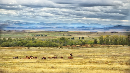 Fototapeta na wymiar Cattle country Montana,photo art