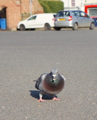 pigeon on the street