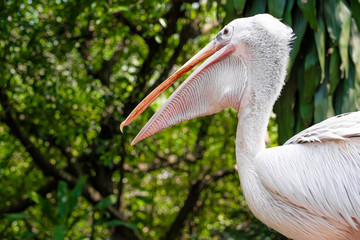 A white pelican in a park sits on a fence close-up. Bird watching