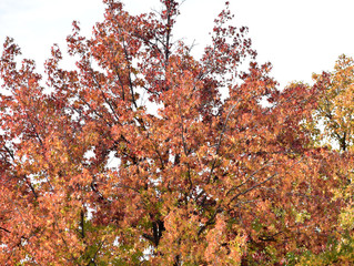 Autumn 2020 in Western Cape, South Africa 