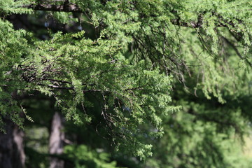 Springtime in the pine forest