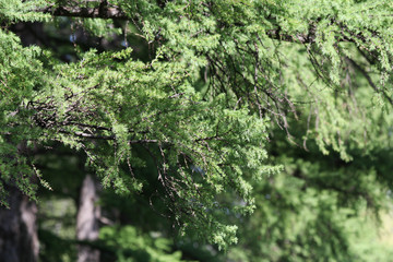 Springtime in the pine forest