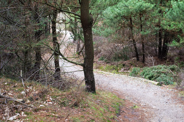forest path through pine woods in gloomy weather