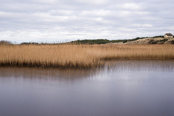 thick reed with lake