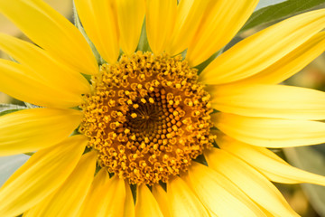 a very large bright yellow sunflower blooming in the garden, close up of sunflower, field of flower with a blue sky, summer sunflower field, beautiful sunflower with nature