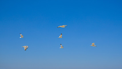 gabbiano in volo