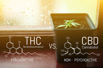 Growing commercial hemp, growing hemp from seedlings. CBD Cannabidiol - THC Tetrahydrocannabinol Cannabis Chemical Formula. Concept of planting marijuana in pots indoors
