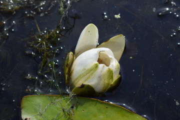 water lily in water