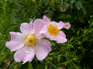 piccole rose selvatiche bagnate di rugiada