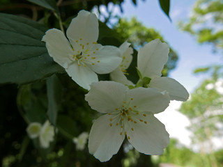 piccole rose selvatiche bianche nel loro fogliame