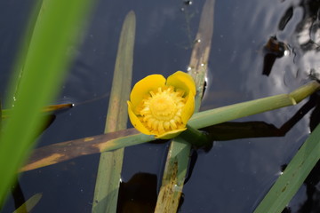 yellow water lilies
