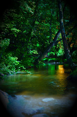 mysterious river in the forest