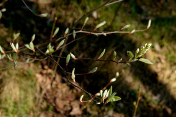 branch with blooming leaves in the spring forest