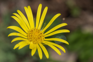 yellow flower in the garden