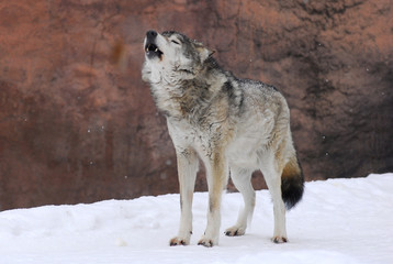 A Howling song grey Wolf in the winter