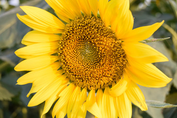 Naklejka premium a very large bright yellow sunflower blooming in the garden, close up of sunflower, field of flower with a blue sky, summer sunflower field, beautiful sunflower with nature