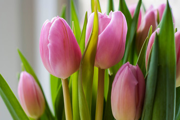 Bouquet of pink tulips with bright green leaves, detailed.