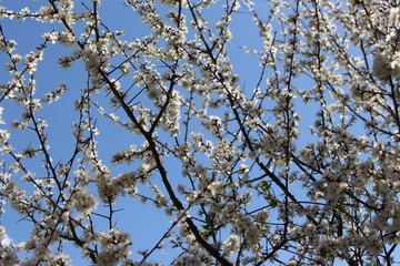 Primeros brotes de la primavera