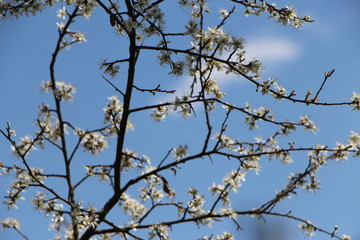 Fototapeta na wymiar Primeros brotes de la primavera