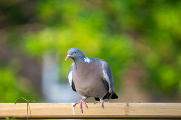 Common Wood Pigeon (Columba palumbus)