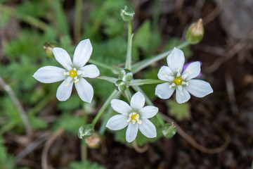 white flowers in spring