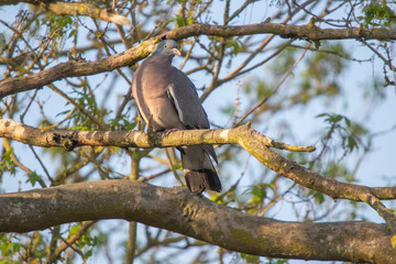 Common Wood Pigeon (Columba palumbus)