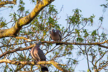 Common Wood Pigeon (Columba palumbus)