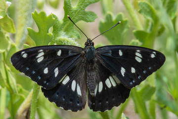Nymphalidae / Akdeniz Hanımeli Kelebeği / Southern White Admiral / Limenitis reducta