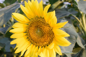 a very large bright yellow sunflower blooming in the garden, close up of sunflower, field of flower with a blue sky, summer sunflower field, beautiful sunflower with nature