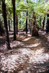 Buxton Mountain Bike Park in Australia
