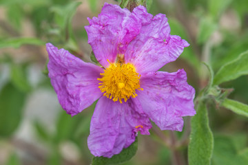 purple and yellow flowers