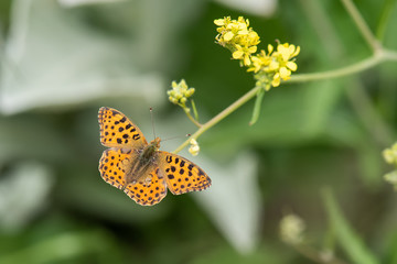 Nymphalidae / İspanyol Kraliçesi / / Issoria lathonia