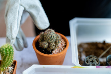 Preparing to plant a cactus