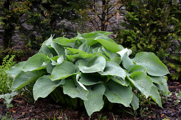 Hosta tardiana Halcyon big green leaves perenial plant shade tolerant white flowers turf bunch
