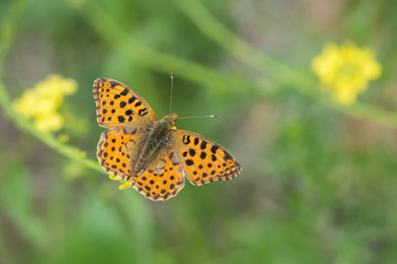 Nymphalidae / İspanyol Kraliçesi / / Issoria lathonia