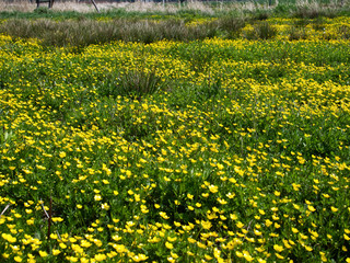 W maju na łąkach  zakwitaja Jaskier ostry,  (Ranunculus acris L.) tworząc często malownoicze  żółte kobierce