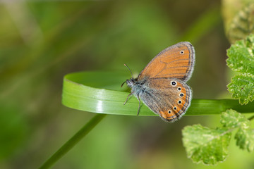 Rus Zıpzıp Perisi » Coenonympha leander