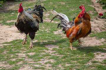 Two angry roosters walking side by side and watching