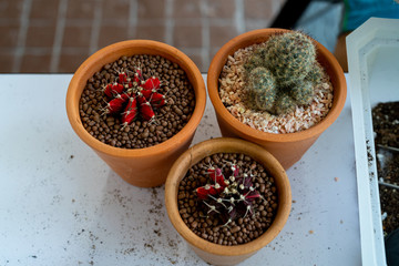 Preparing to plant a cactus