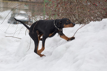 German pinscher puppy is running on a white snow in the winter park. Pet animals.