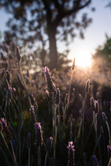 Obraz premium Lavanda