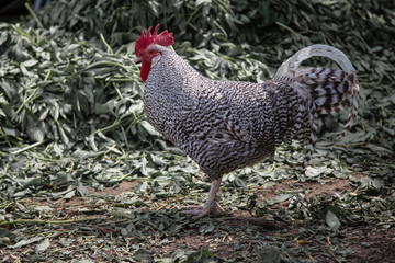 A rooster with black and white feathers standing in front of green leaves