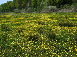 W maju na łąkach  zakwitaja Jaskier ostry,  (Ranunculus acris L.) tworząc często malownoicze ...